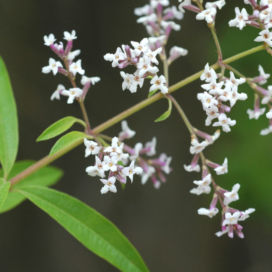 Lemon Verbena