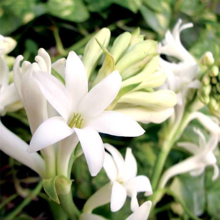 Gardenia Tuberose